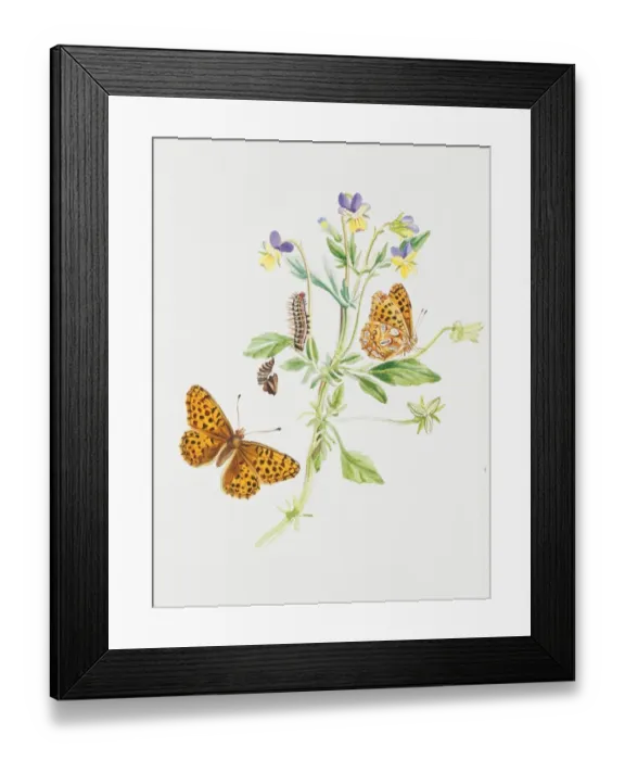 Framed Print : Argynnis lathonia, Queen of Spain fritillary Framed Print : Argynnis lathonia, Queen of Spain fritillary