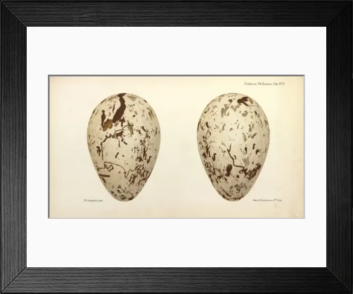 Framed Print : Great Auk Eggs Framed Print : Great Auk Eggs
