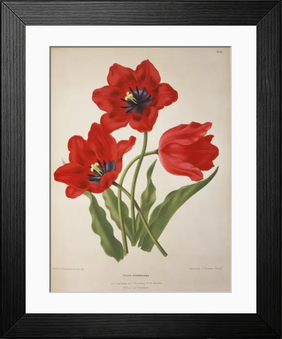 Framed Print : Tulipa gesneriana L. Didiers tulip Framed Print : Tulipa gesneriana L. Didiers tulip