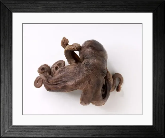 Framed Print : Darwins Octopus Framed Print : Darwins Octopus