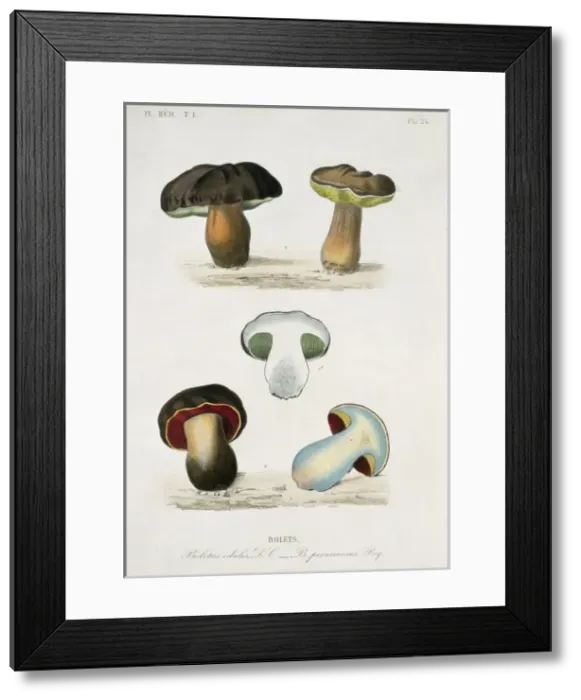 Framed Print : Bolete sp. bolete mushrooms Framed Print : Bolete sp. bolete mushrooms