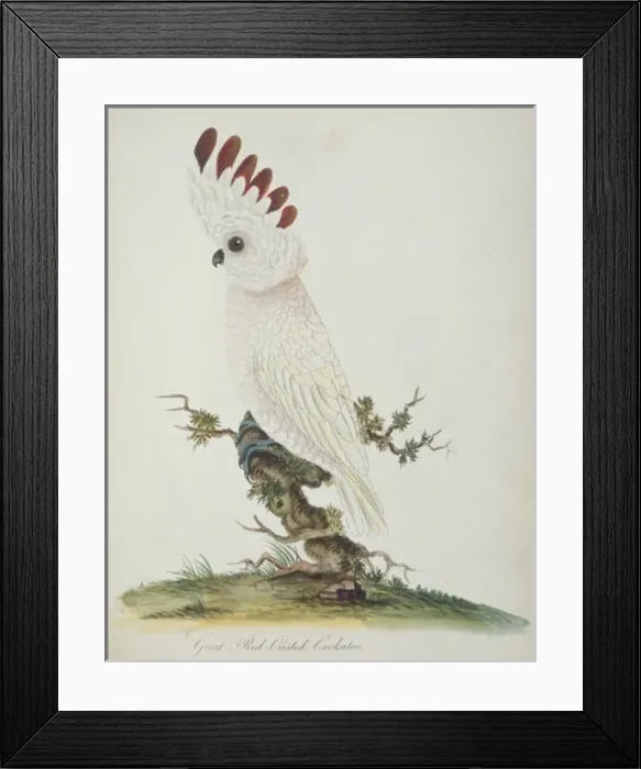 Framed Print : Cacatua moluccensis, salmon-crested cockatoo Framed Print : Cacatua moluccensis, salmon-crested cockatoo