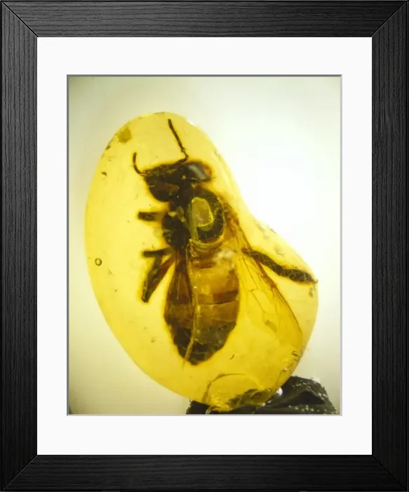 Framed Print : Copal with honey bee Framed Print : Copal with honey bee