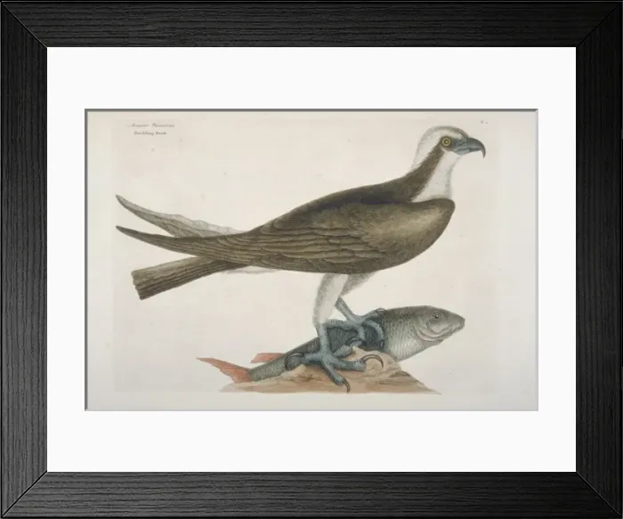 Framed Print : Pandion haliaetus, osprey Framed Print : Pandion haliaetus, osprey