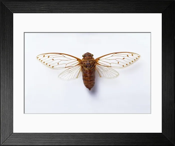 Framed Print : Poponia merula, cicada Framed Print : Poponia merula, cicada