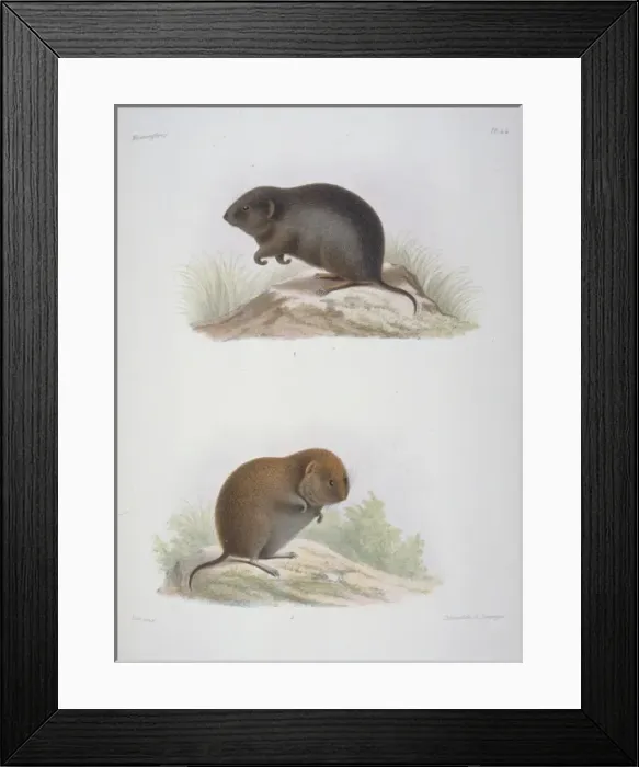 Framed Print : Arvicola melanogaster, water vole Framed Print : Arvicola melanogaster, water vole