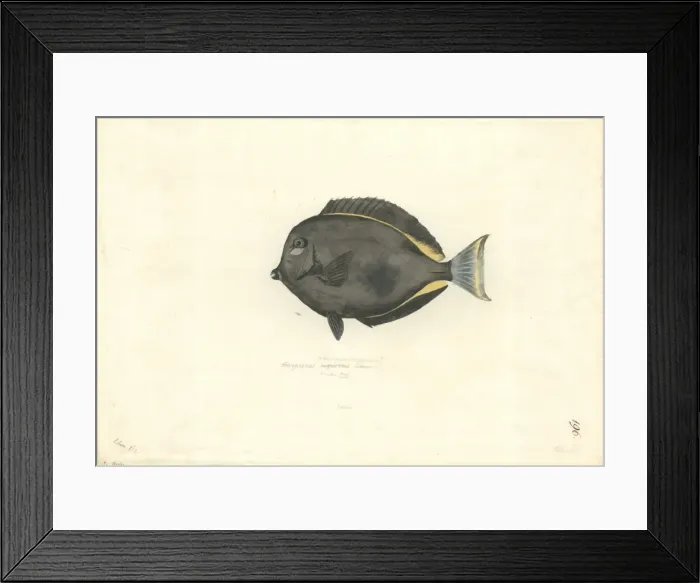 Framed Print : Acanthurus nigricans, gold rim tang Framed Print : Acanthurus nigricans, gold rim tang