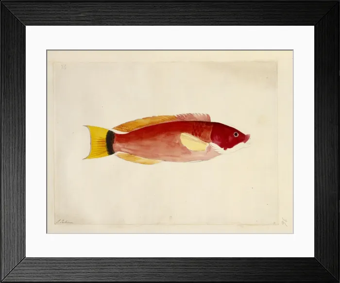 Framed Print : Oligoplites saurus, leatherjacket Framed Print : Oligoplites saurus, leatherjacket