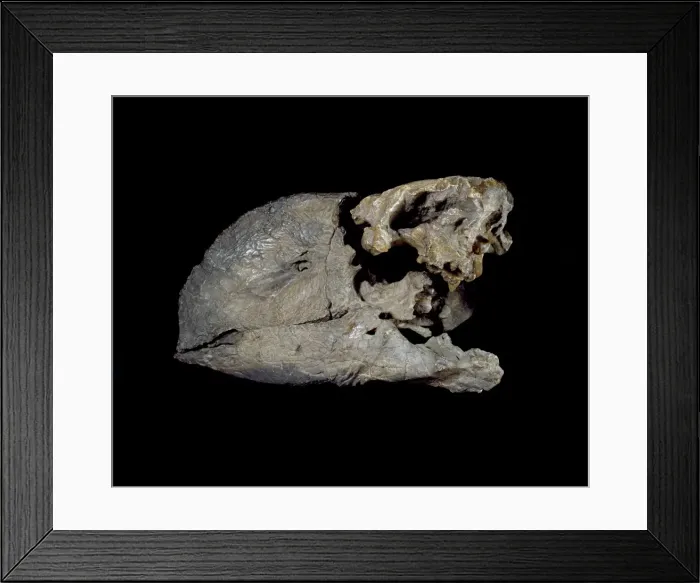 Framed Print : Diatryma steini skull Framed Print : Diatryma steini skull