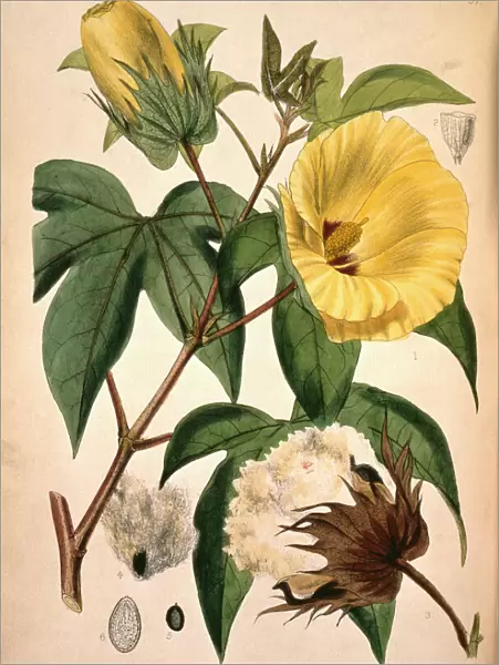 Gossypium barbadense, cotton plant