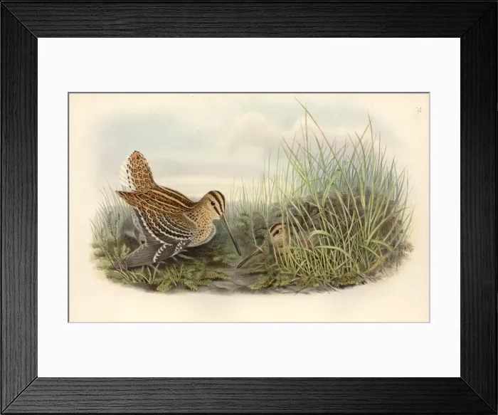 Framed Print : Gallinago gallinago, common snipe Framed Print : Gallinago gallinago, common snipe