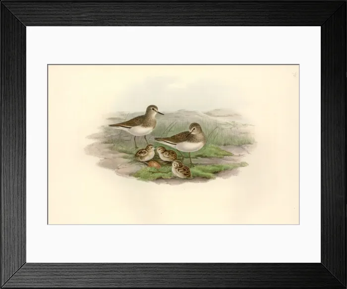 Framed Print : Calidris temminckii, Temmincks stint Framed Print : Calidris temminckii, Temmincks stint