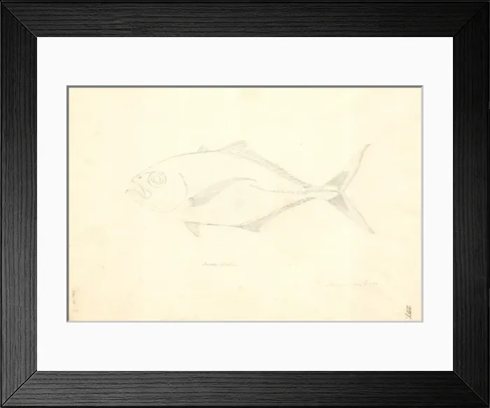 Framed Print : Uraspis helvolus, cottonmouth jack Framed Print : Uraspis helvolus, cottonmouth jack