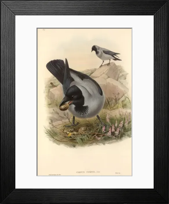Framed Print : Corvus corone cornix, hooded crow Framed Print : Corvus corone cornix, hooded crow