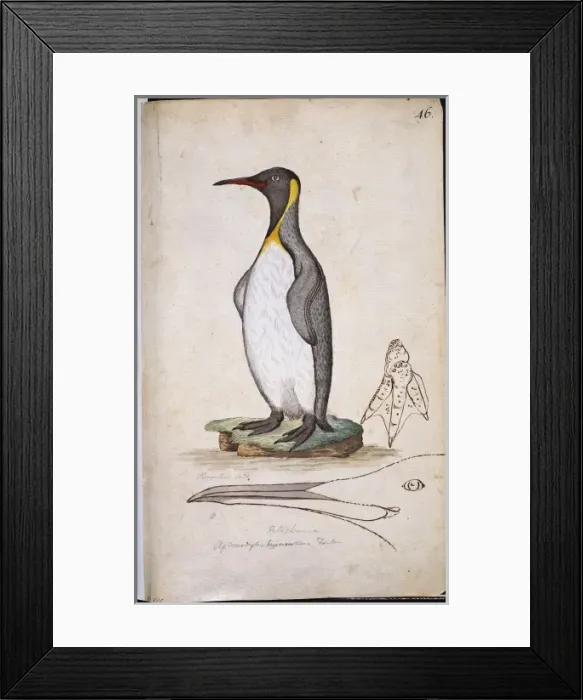 Framed Print : Aptenodytes patagonicus, king penguin Framed Print : Aptenodytes patagonicus, king penguin