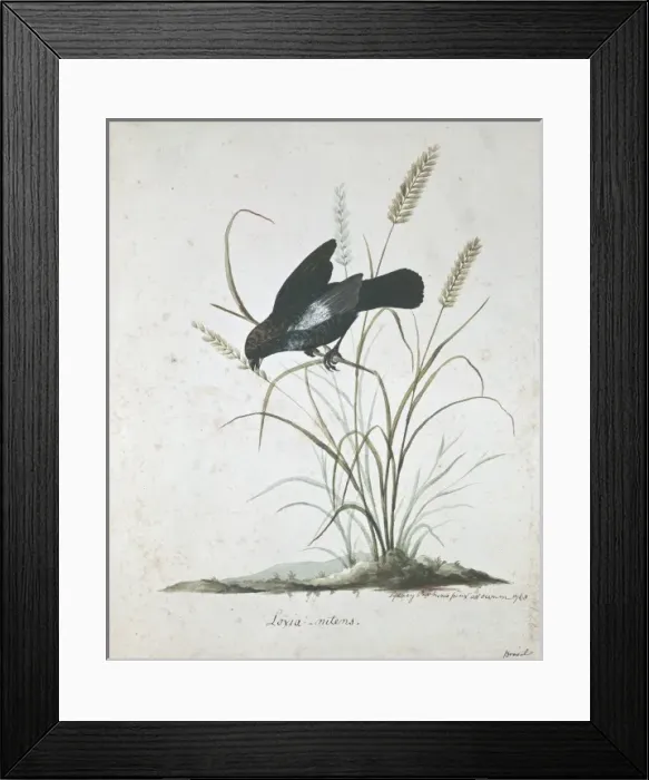 Framed Print : Volatinia jacarina, blue-black grassquit Framed Print : Volatinia jacarina, blue-black grassquit
