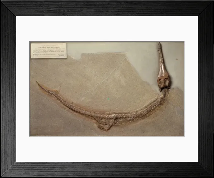 Framed Print : Geosaurus gracilis Framed Print : Geosaurus gracilis