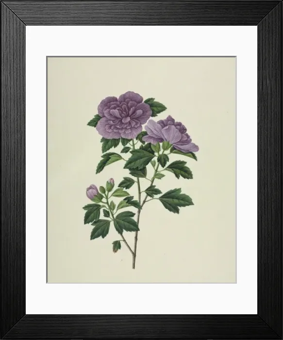 Framed Print : Hibiscus syriacus, rose of Sharon Framed Print : Hibiscus syriacus, rose of Sharon