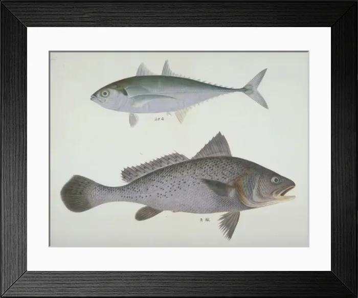 Framed Print : Cyprinus auratus, goldfish Framed Print : Cyprinus auratus, goldfish