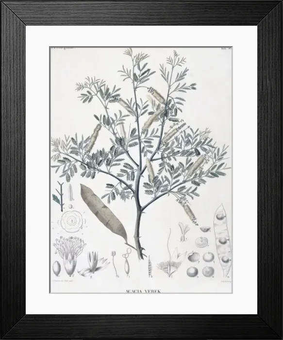 Framed Print : Acacia verek, acacia Framed Print : Acacia verek, acacia