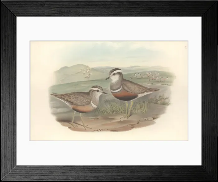 Framed Print : Charadrias morinellus, Eurasian dotterel Framed Print : Charadrias morinellus, Eurasian dotterel