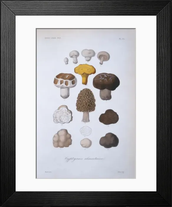 Framed Print : Various fungi Framed Print : Various fungi
