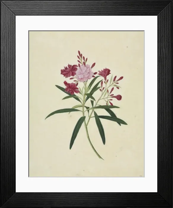Framed Print : Oleander cv Framed Print : Oleander cv