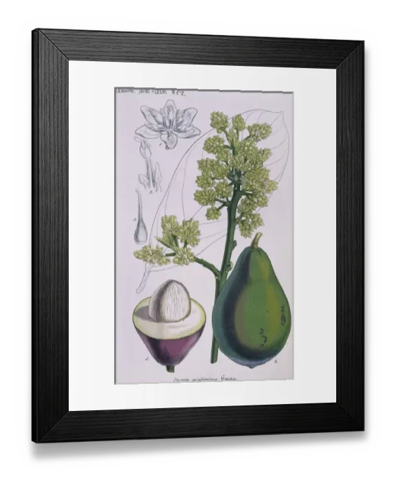 Framed Print : Persea gratissima, avocado Framed Print : Persea gratissima, avocado