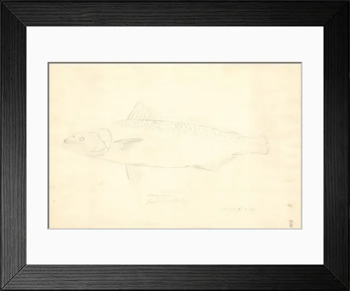 Framed Print : Arripis trutta, eastern Australian salmon Framed Print : Arripis trutta, eastern Australian salmon