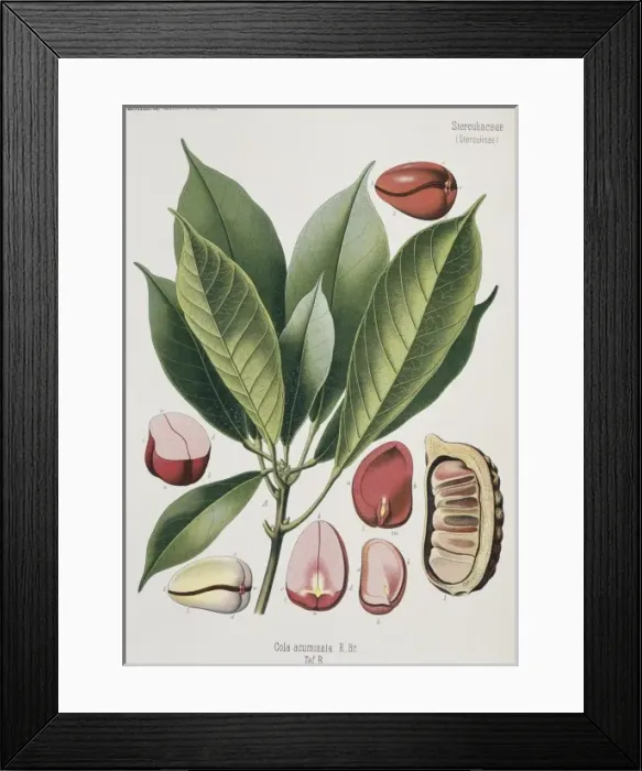 Framed Print : Cola acuminata, cola nut Framed Print : Cola acuminata, cola nut