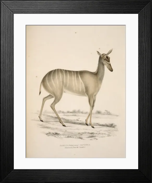 Framed Print : Tragelaphus strepsiceros, greater kudu Framed Print : Tragelaphus strepsiceros, greater kudu