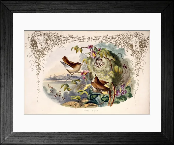 Framed Print : Troglodytes troglodytes, wren Framed Print : Troglodytes troglodytes, wren