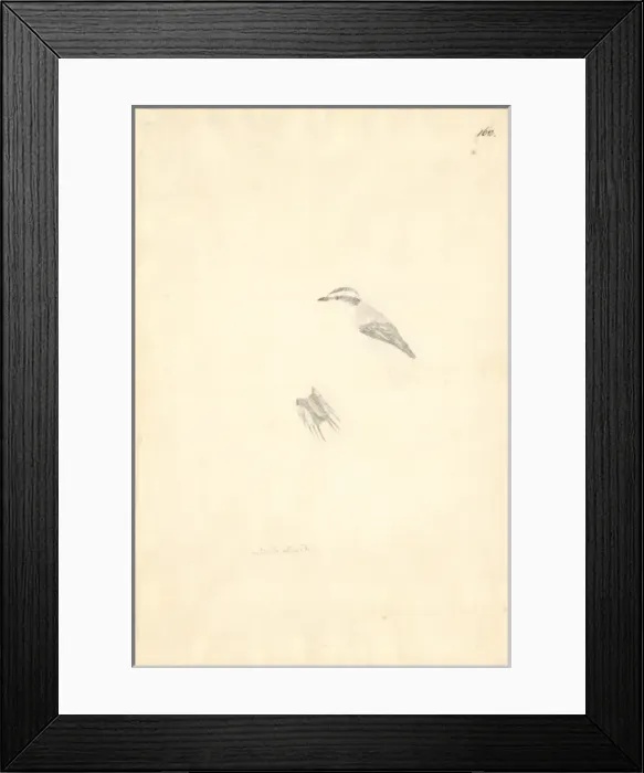 Framed Print : Aphrastura spinicauda, thorn-tailed rayadito Framed Print : Aphrastura spinicauda, thorn-tailed rayadito