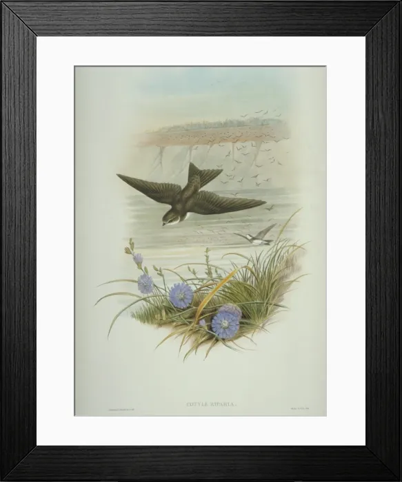 Framed Print : Riparia riparia, collared sand martin Framed Print : Riparia riparia, collared sand martin
