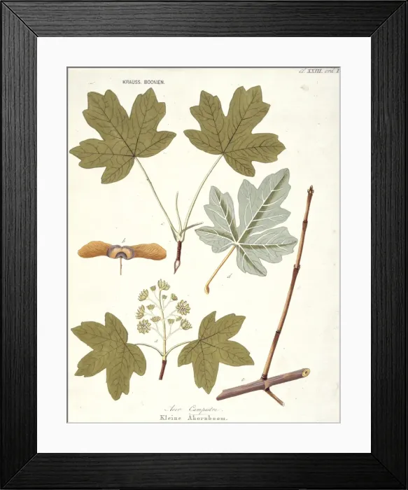 Framed Print : Acer campestre, field maple Framed Print : Acer campestre, field maple