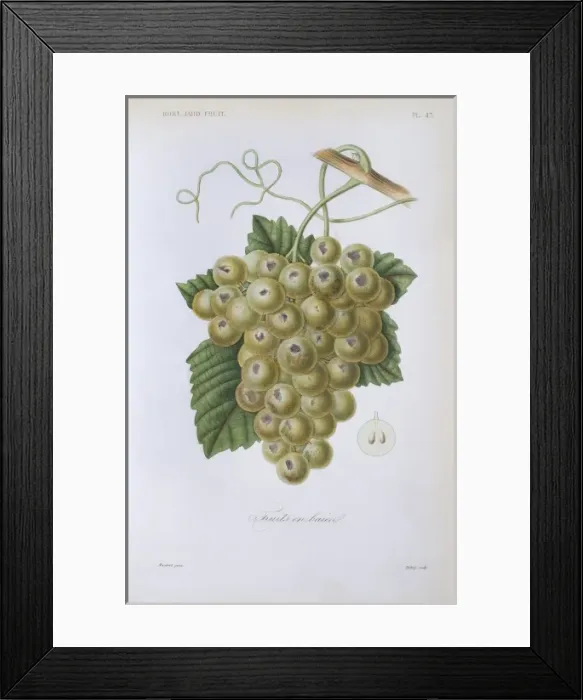 Framed Print : Fruit. Plate 47 from Le Regne Vegetal, Vol 12, Hort Framed Print : Fruit. Plate 47 from Le Regne Vegetal, Vol 12, Hort