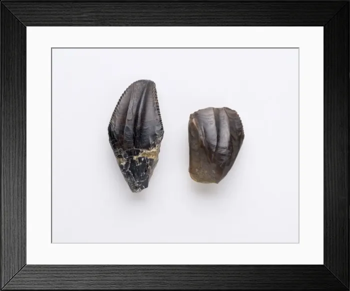 Framed Print : Iguanodon teeth Framed Print : Iguanodon teeth
