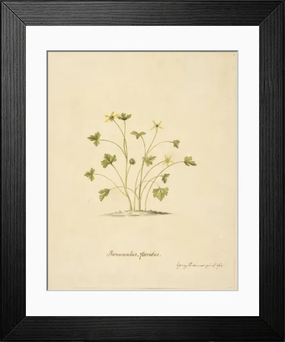 Framed Print : Ranunculus biternatus, antarctic buttercup Framed Print : Ranunculus biternatus, antarctic buttercup
