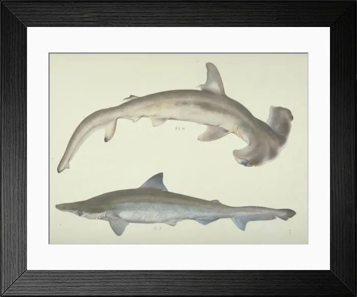 Framed Print : Sphyrna zygaena, hammerhead shark Framed Print : Sphyrna zygaena, hammerhead shark