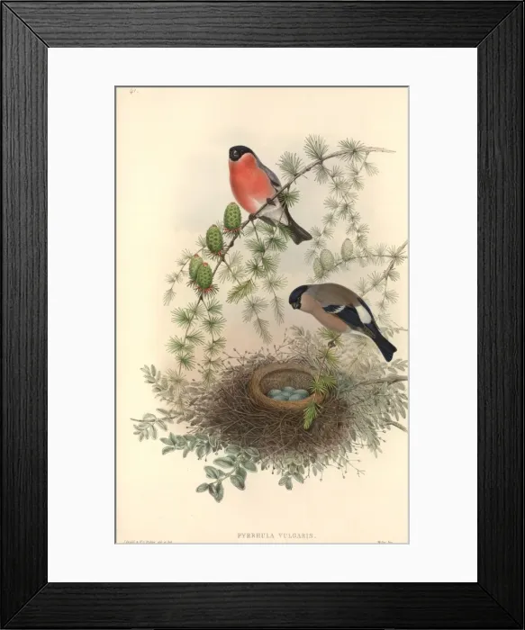 Framed Print : Pyrrhula pyrrhula, Eurasian bullfinch Framed Print : Pyrrhula pyrrhula, Eurasian bullfinch