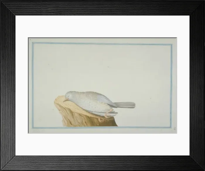 Framed Print : Crateropus sp Framed Print : Crateropus sp