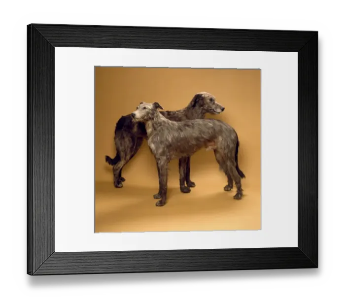Framed Print : Canis lupus familiaris, dog Framed Print : Canis lupus familiaris, dog