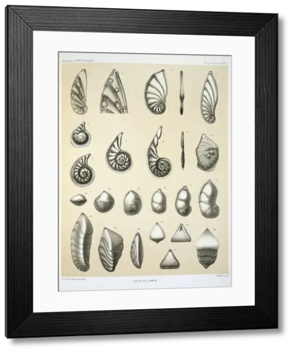 Framed Print : Cristellaria Framed Print : Cristellaria