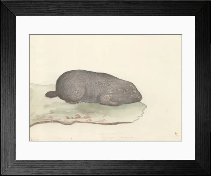 Framed Print : Fossor capensis Framed Print : Fossor capensis