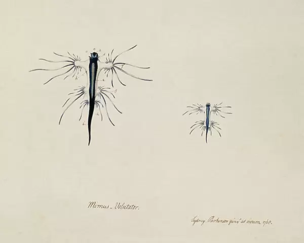 Glaucus atlanticus, blue sea slug