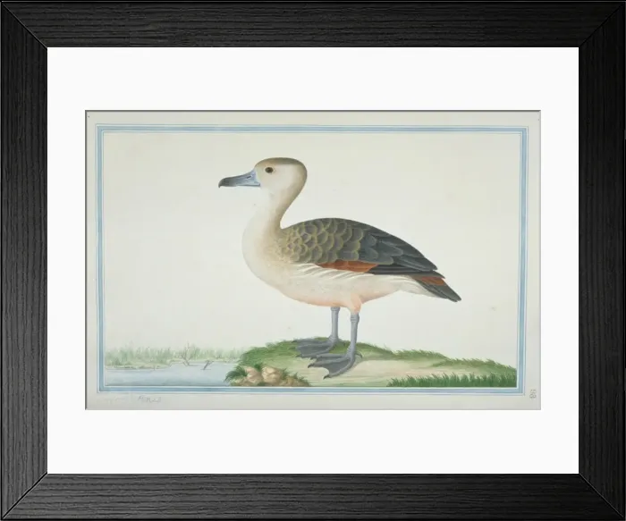 Framed Print : Dendrocygna javanica, lesser whistling duck Framed Print : Dendrocygna javanica, lesser whistling duck