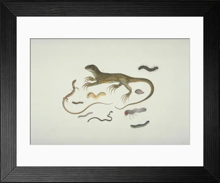 Framed Print : Plate 100 from the John Reeves Collection (Zoology) Framed Print : Plate 100 from the John Reeves Collection (Zoology)