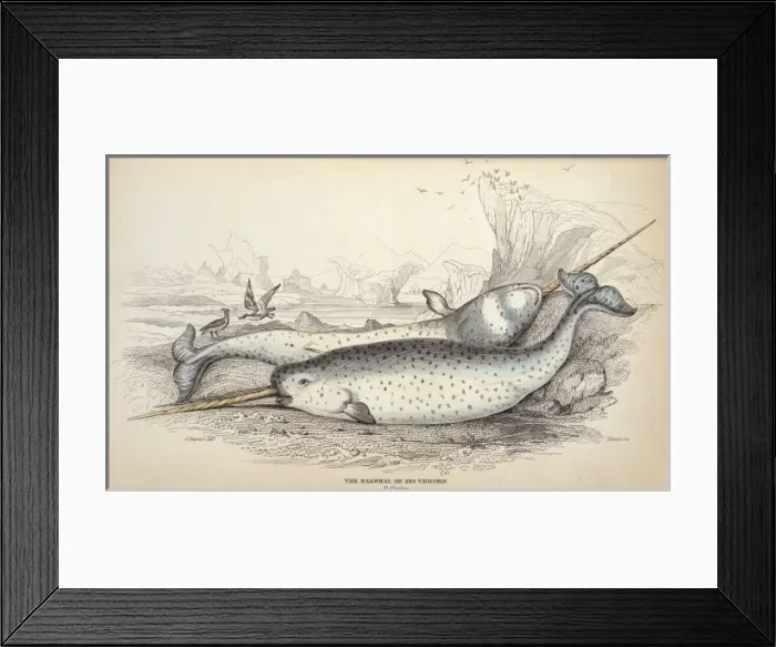 Framed Print : Monodon monoceros, narwhal Framed Print : Monodon monoceros, narwhal