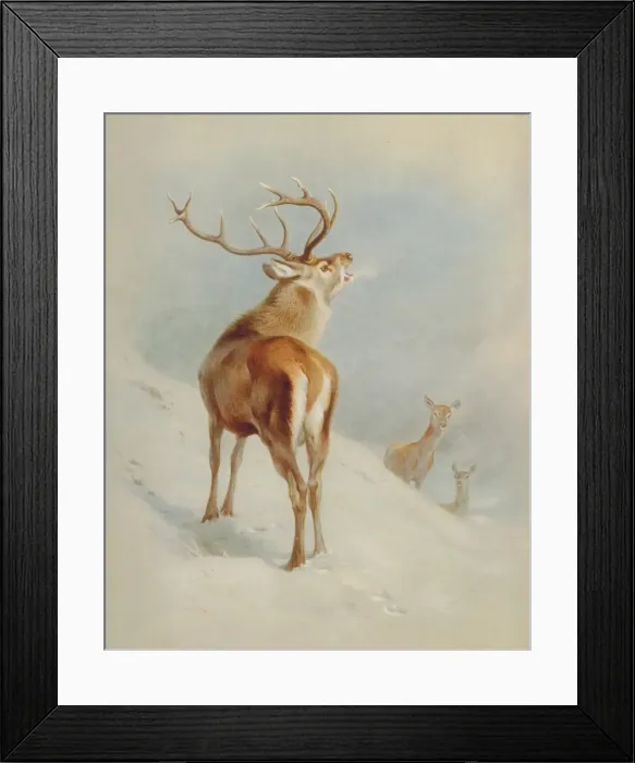 Framed Print : Cervus elaphus, red deer Framed Print : Cervus elaphus, red deer
