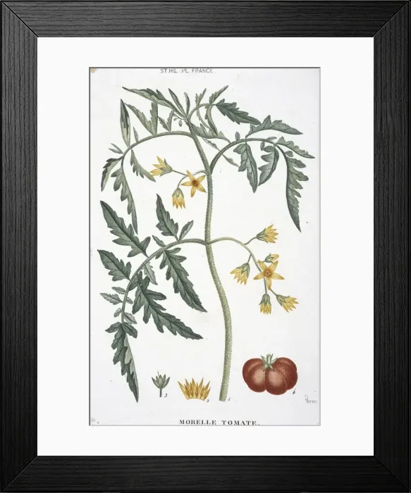 Framed Print : Morelle tomate, tomato Framed Print : Morelle tomate, tomato